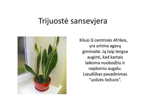 Trijuostė sansevjera Kilusi iš centrinės Afrikos, yra artima agavų giminaitė. Ją taip lengva auginti, kad kartais laikoma nuobodžiu ir neįdomiu augalu.