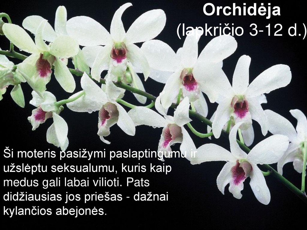 Orchidėja (lapkričio 3-12 d.)