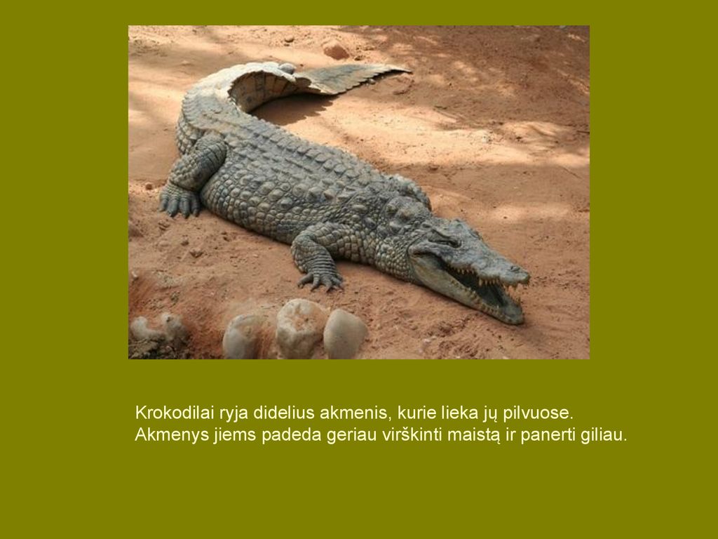 Krokodilai ryja didelius akmenis, kurie lieka jų pilvuose.