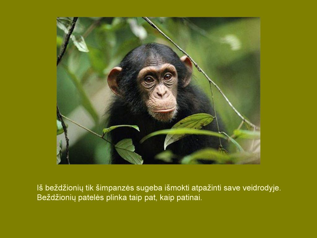 Iš beždžionių tik šimpanzės sugeba išmokti atpažinti save veidrodyje.