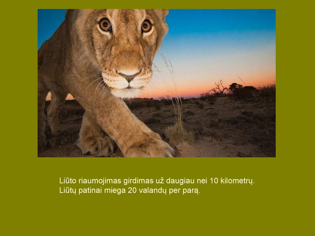 Liūto riaumojimas girdimas už daugiau nei 10 kilometrų.