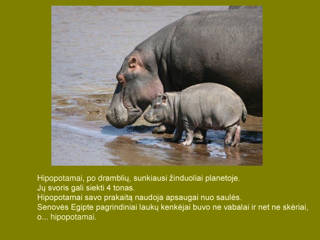 Hipopotamai, po dramblių, sunkiausi žinduoliai planetoje.