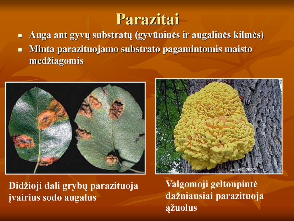Parazitai Auga ant gyvų substratų (gyvūninės ir augalinės kilmės)