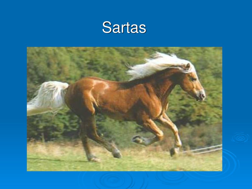 Sartas