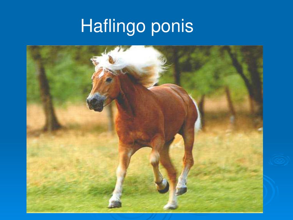 Haflingo ponis