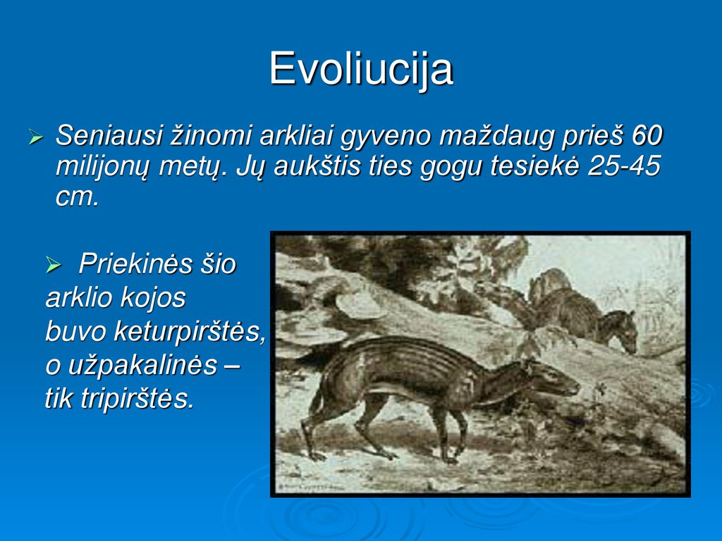 Evoliucija Seniausi žinomi arkliai gyveno maždaug prieš 60 milijonų metų. Jų aukštis ties gogu tesiekė cm.