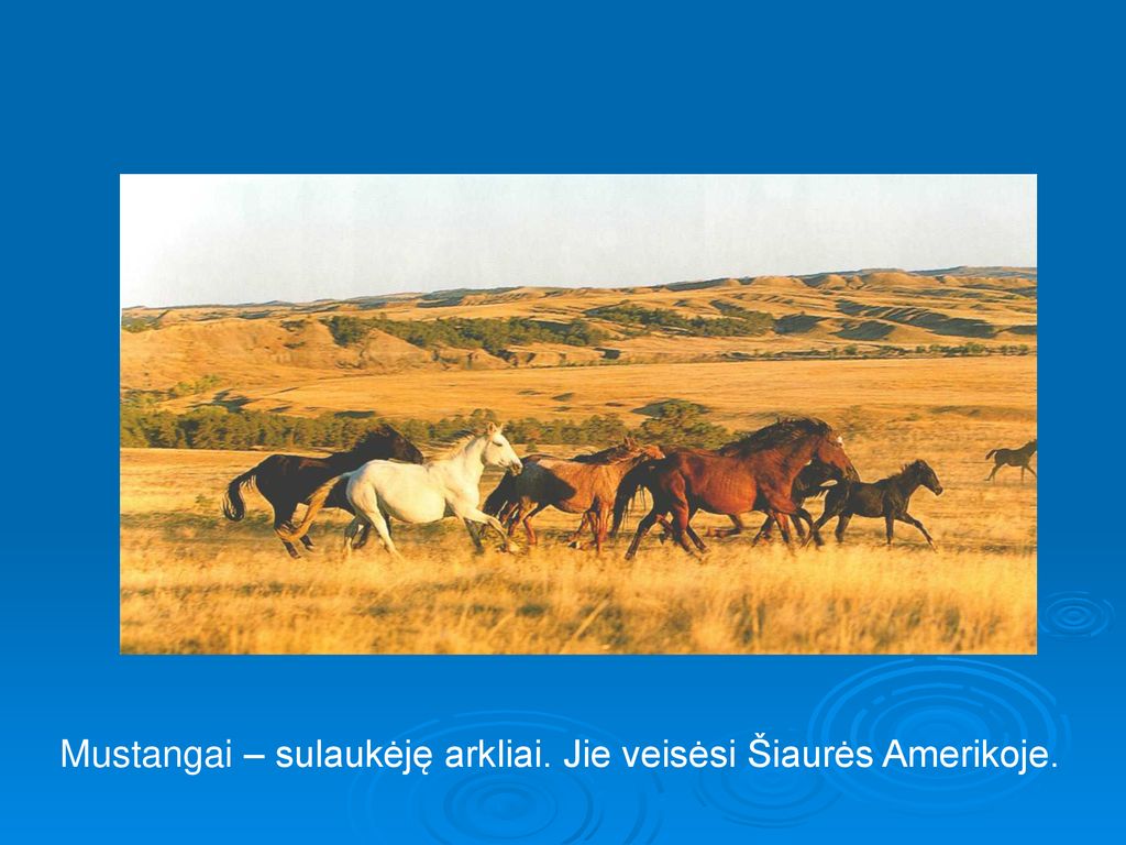 Mustangai – sulaukėję arkliai. Jie veisėsi Šiaurės Amerikoje.