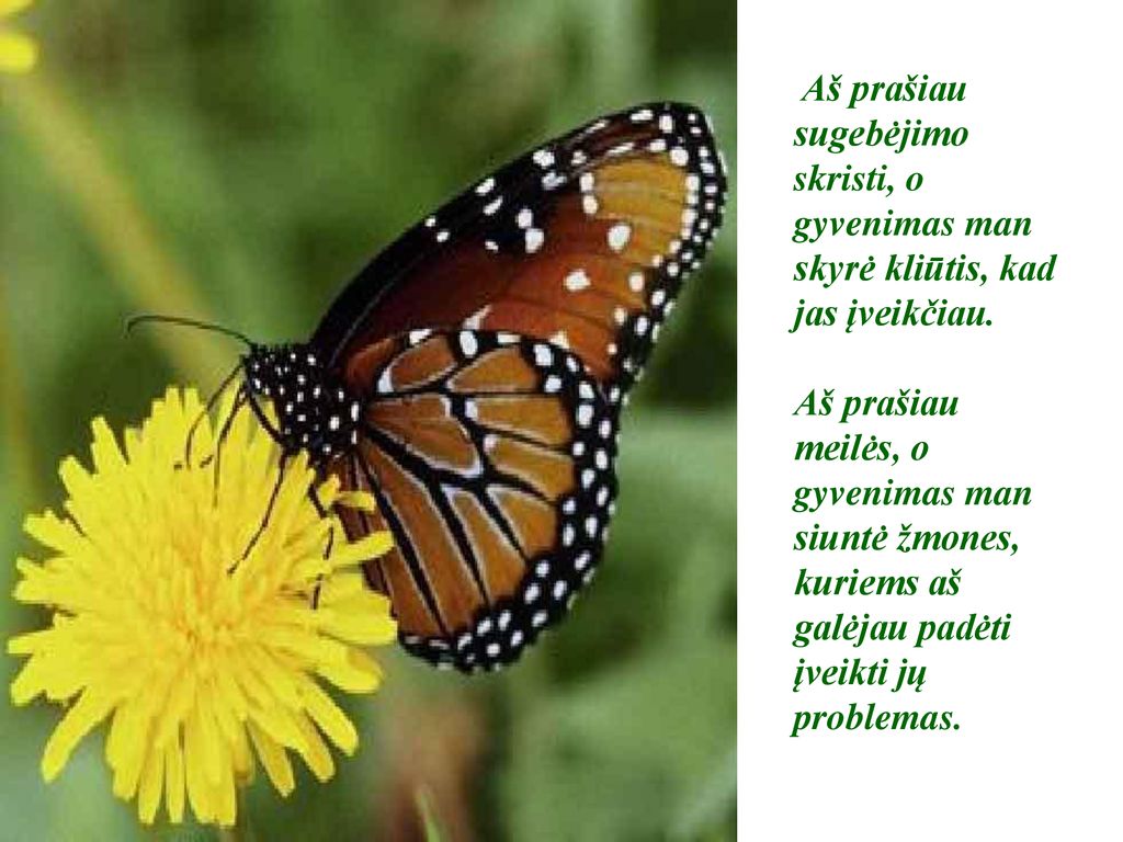 Aš prašiau sugebėjimo skristi, o gyvenimas man skyrė kliūtis, kad jas įveikčiau.