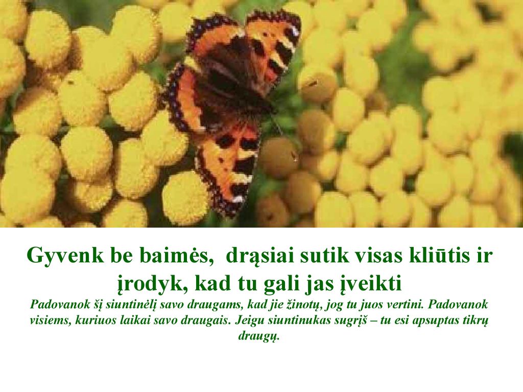 Gyvenk be baimės, drąsiai sutik visas kliūtis ir įrodyk, kad tu gali jas įveikti