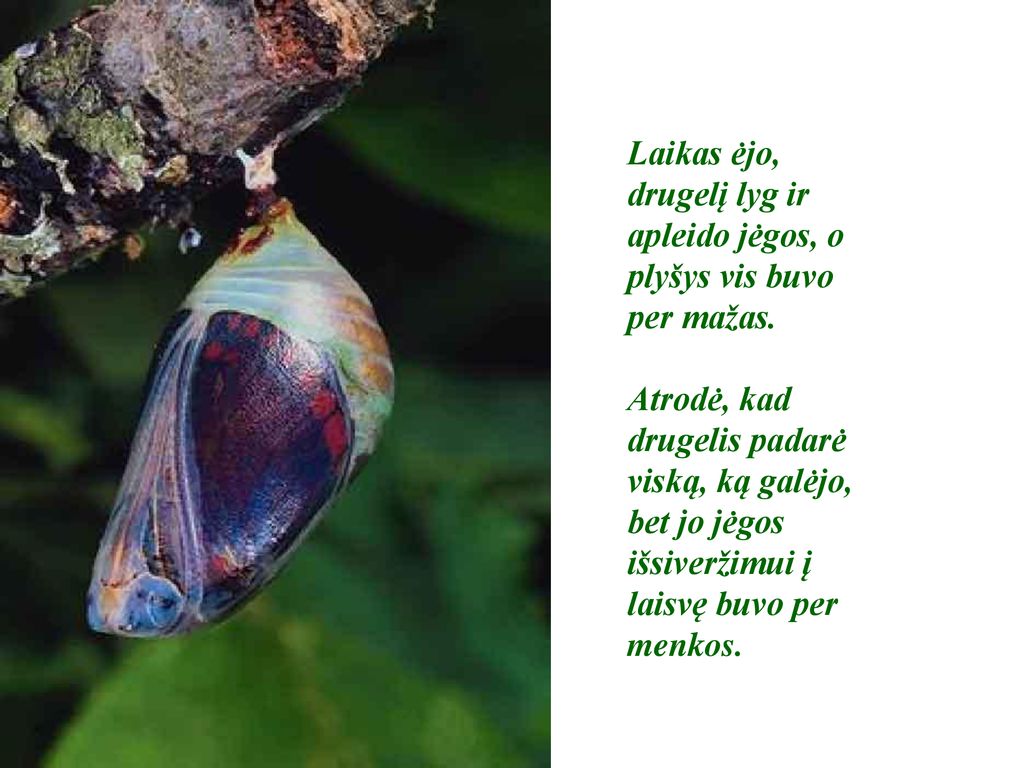 Laikas ėjo, drugelį lyg ir apleido jėgos, o plyšys vis buvo per mažas.