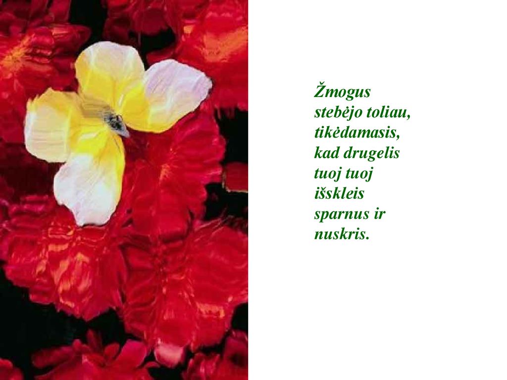 Žmogus stebėjo toliau, tikėdamasis, kad drugelis tuoj tuoj išskleis sparnus ir nuskris.