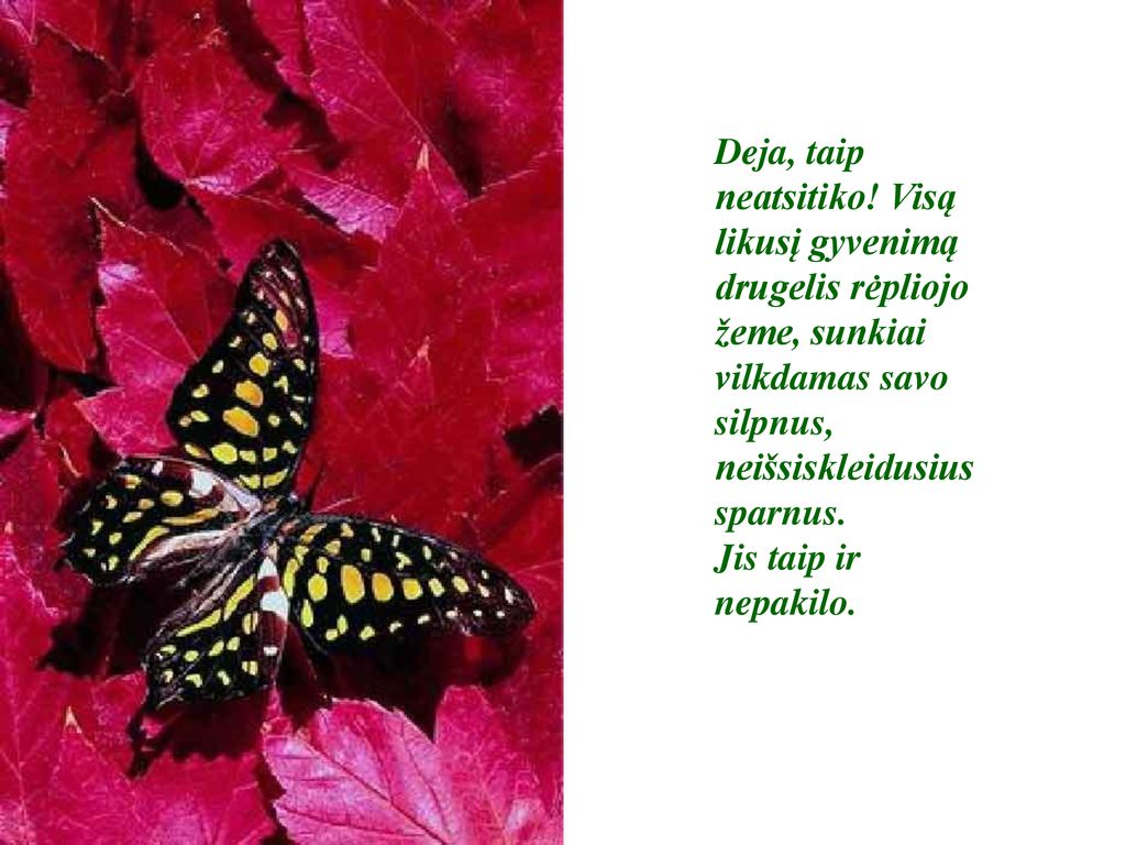 Deja, taip neatsitiko! Visą likusį gyvenimą drugelis rėpliojo žeme, sunkiai vilkdamas savo silpnus, neišsiskleidusius sparnus.