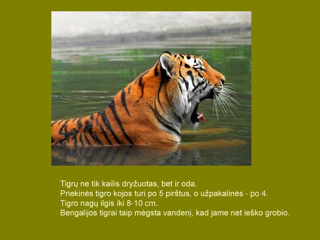 Tigrų ne tik kailis dryžuotas, bet ir oda.