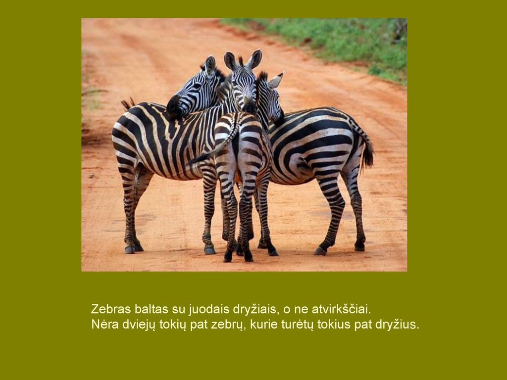 Zebras baltas su juodais dryžiais, o ne atvirkščiai.