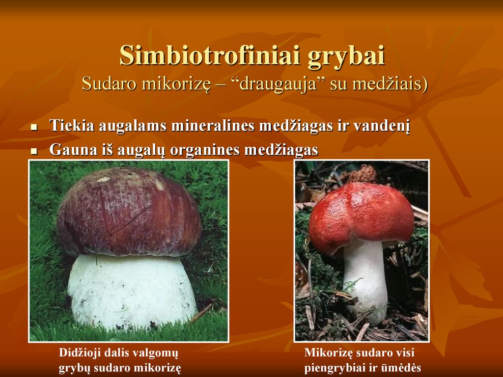 Simbiotrofiniai grybai Sudaro mikorizę – draugauja su medžiais)