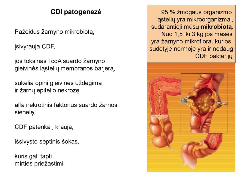 95 % žmogaus organizmo ląstelių yra mikroorganizmai, sudarantieji mūsų mikrobiotą. Nuo 1,5 iki 3 kg jos masės.