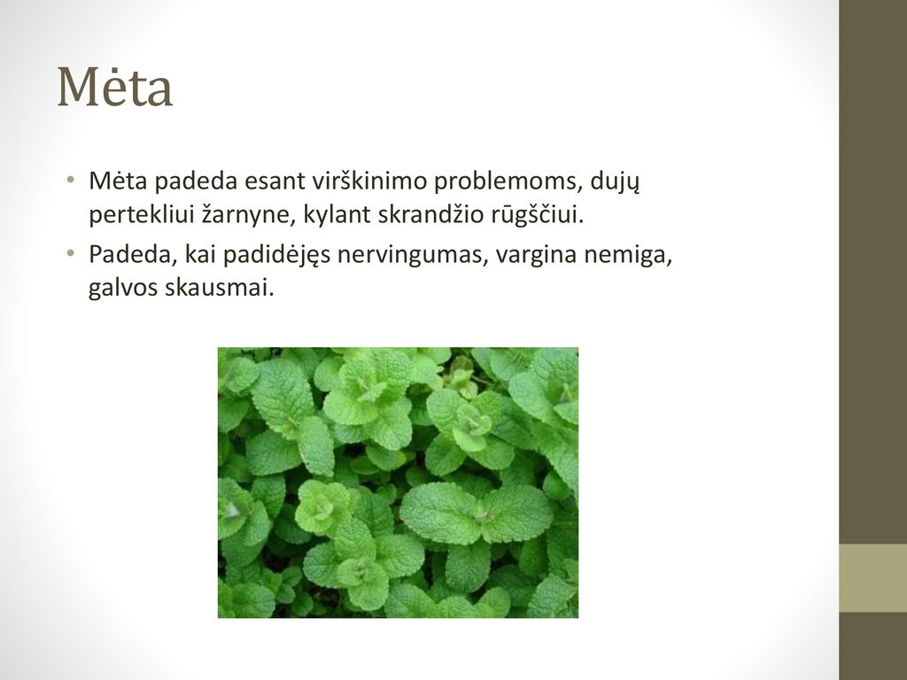 Mėta Mėta padeda esant virškinimo problemoms, dujų pertekliui žarnyne, kylant skrandžio rūgščiui.