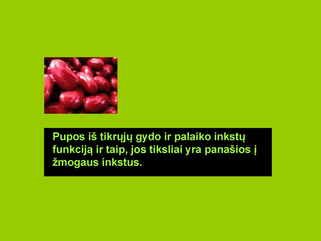 Pupos iš tikrųjų gydo ir palaiko inkstų funkciją ir taip, jos tiksliai yra panašios į žmogaus inkstus.